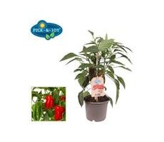 Pick en Joy Snack Pepper Red, pot 13, h 40 cm