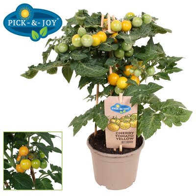 Pick & Joy Cherry Tomaat Yellow P14