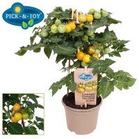 Pick & Joy Cherry Tomaat Yellow P14