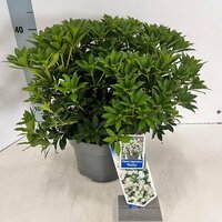 Pieris jap. Purity pot 19 cm, h 40 cm - afbeelding 4