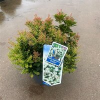 Pieris jap. Purity pot 19 cm, h 40 cm - afbeelding 1