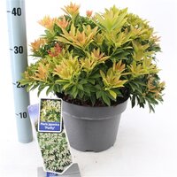 Pieris jap. Purity pot 19 cm, h 40 cm - afbeelding 2