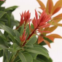 pieris jap. red mounain, pot 23 cm, h 45 cm - afbeelding 2