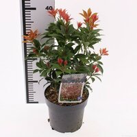 pieris jap. red mounain, pot 23 cm, h 45 cm - afbeelding 1