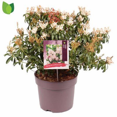 pieris japonica 'bonfire', pot 23 cm, h 50 cm - afbeelding 1