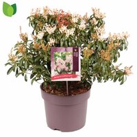 pieris japonica 'bonfire', pot 23 cm, h 50 cm - afbeelding 1
