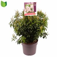 pieris japonica 'bonfire', pot 23 cm, h 50 cm - afbeelding 2
