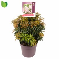 pieris japonica 'bonfire', pot 23 cm, h 50 cm - afbeelding 3