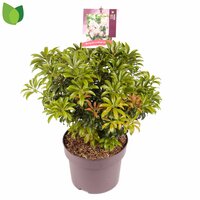 pieris japonica 'bonfire', pot 23 cm, h 50 cm - afbeelding 4