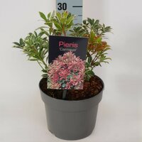 Pieris japonica 'Carnaval', pot 15 cm, h 35 cm - afbeelding 1