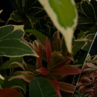 Pieris japonica 'Carnaval', pot 15 cm, h 35 cm - afbeelding 2