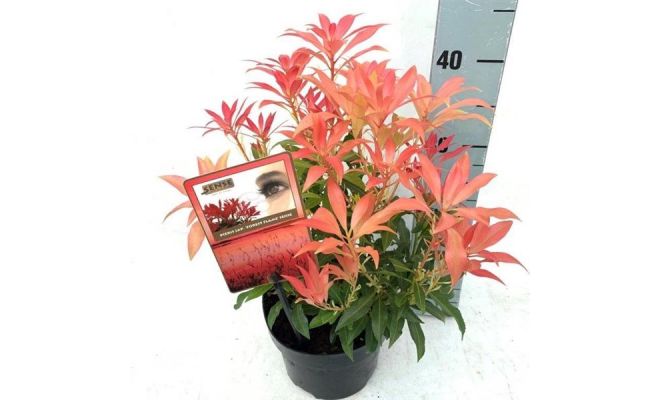 Pieris japonica Forest Flame, pot 14 h 30 cm - afbeelding 1