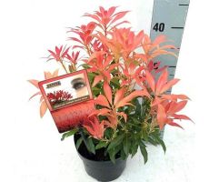 Pieris japonica Forest Flame, pot 14 h 30 cm - afbeelding 1