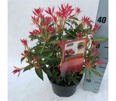 Pieris japonica Forest Flame, pot 14 h 30 cm - afbeelding 2