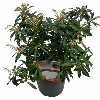 Pieris japonica Forest Flame, pot 19 cm, h 35 cm - afbeelding 1