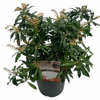 Pieris japonica Forest Flame, pot 19 cm, h 35 cm - afbeelding 1