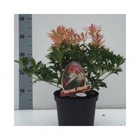 Pieris japonica Forest Flame, pot 19 cm, h 35 cm - afbeelding 2