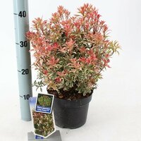 Pieris japonica Little Frosty' p19 - afbeelding 2