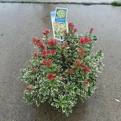 Pieris japonica Little Frosty' p19 - afbeelding 1