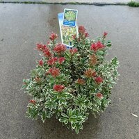Pieris japonica Little Frosty' p19 - afbeelding 1