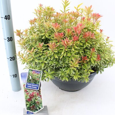 Pieris japonica Little Goldy' p19