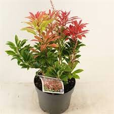 Pieris japonica 'Mountain Fire' pot 14, h 30 cm - afbeelding 1