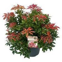 Pieris japonica 'Mountain Fire' pot 14, h 30 cm - afbeelding 2