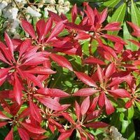 Pieris japonica 'Mountain Fire' pot 14, h 30 cm - afbeelding 3