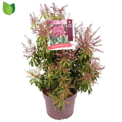 Pieris japonica 'Passion' p17cm h25cm