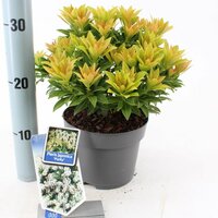 Pieris japonica 'Purity' , p 15, h 30 cm - afbeelding 4