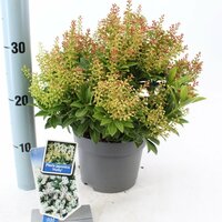 Pieris japonica 'Purity' , p 15, h 30 cm - afbeelding 1