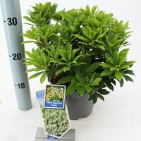 Pieris japonica 'Purity' , p 15, h 30 cm - afbeelding 5