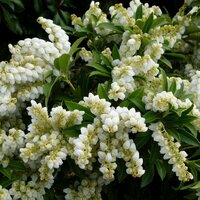 Pieris japonica 'Purity' , p 15, h 30 cm - afbeelding 3