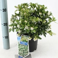 Pieris japonica 'Purity' , p 15, h 30 cm - afbeelding 2