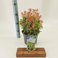 Pieris japonica Sangria, pot 19 cm, h 35 cm