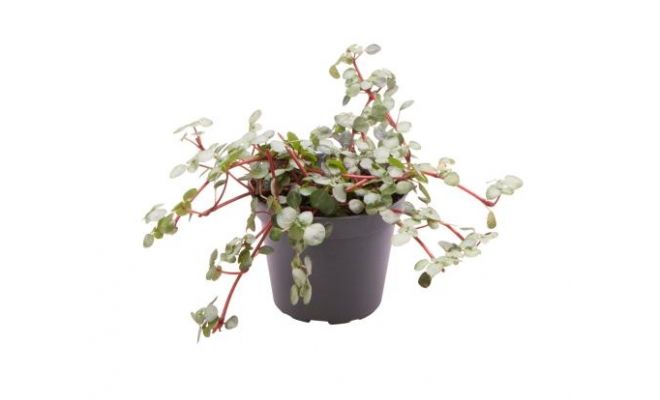 Pilea glaucophylla 'Greyzy, pot 12 cm, h 20 cm