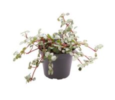 Pilea glaucophylla 'Greyzy, pot 12 cm, h 20 cm