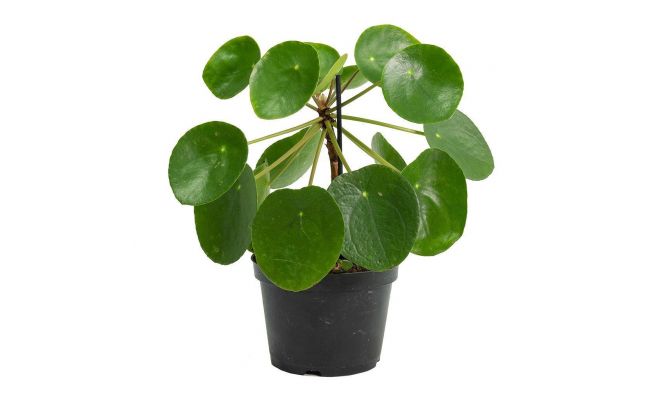 Pilea Peperomoides