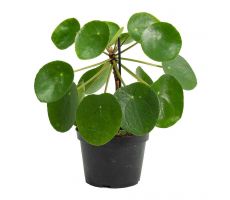 Pilea Peperomoides