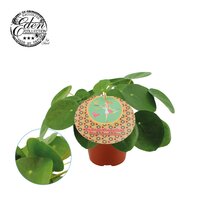 Pilea peperomoides, pot 10,5 cm, h 15 cm