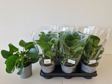 Pilea peperomoides, pot 12 cm