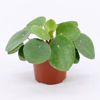 Pilea peperomoides, pot 12 cm, h 20 cm - afbeelding 1