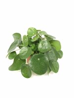 Pilea peperomoides, pot 12 cm, h 20 cm - afbeelding 2