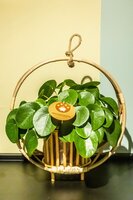 Pilea Peperomoides, pot 15 cm, h 30 cm - afbeelding 3