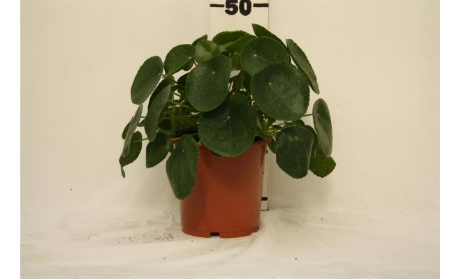 Pilea peperomoides, pot 15 cm, h 30 cm
