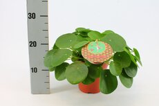 Pilea Peperomoides, pot 15 cm, h 30 cm - afbeelding 2