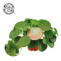 Pilea Peperomoides, pot 15 cm, h 30 cm - afbeelding 1