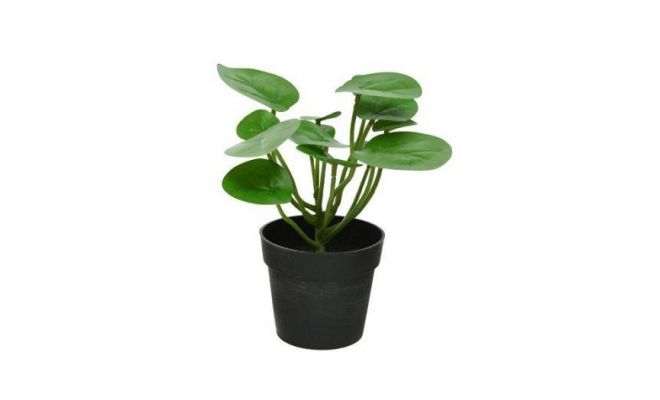 Pilea plastic l20b20h23cm groen