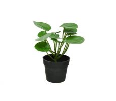 Pilea plastic l20b20h23cm groen