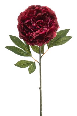 Pioenroossteel, 77 cm, beauty